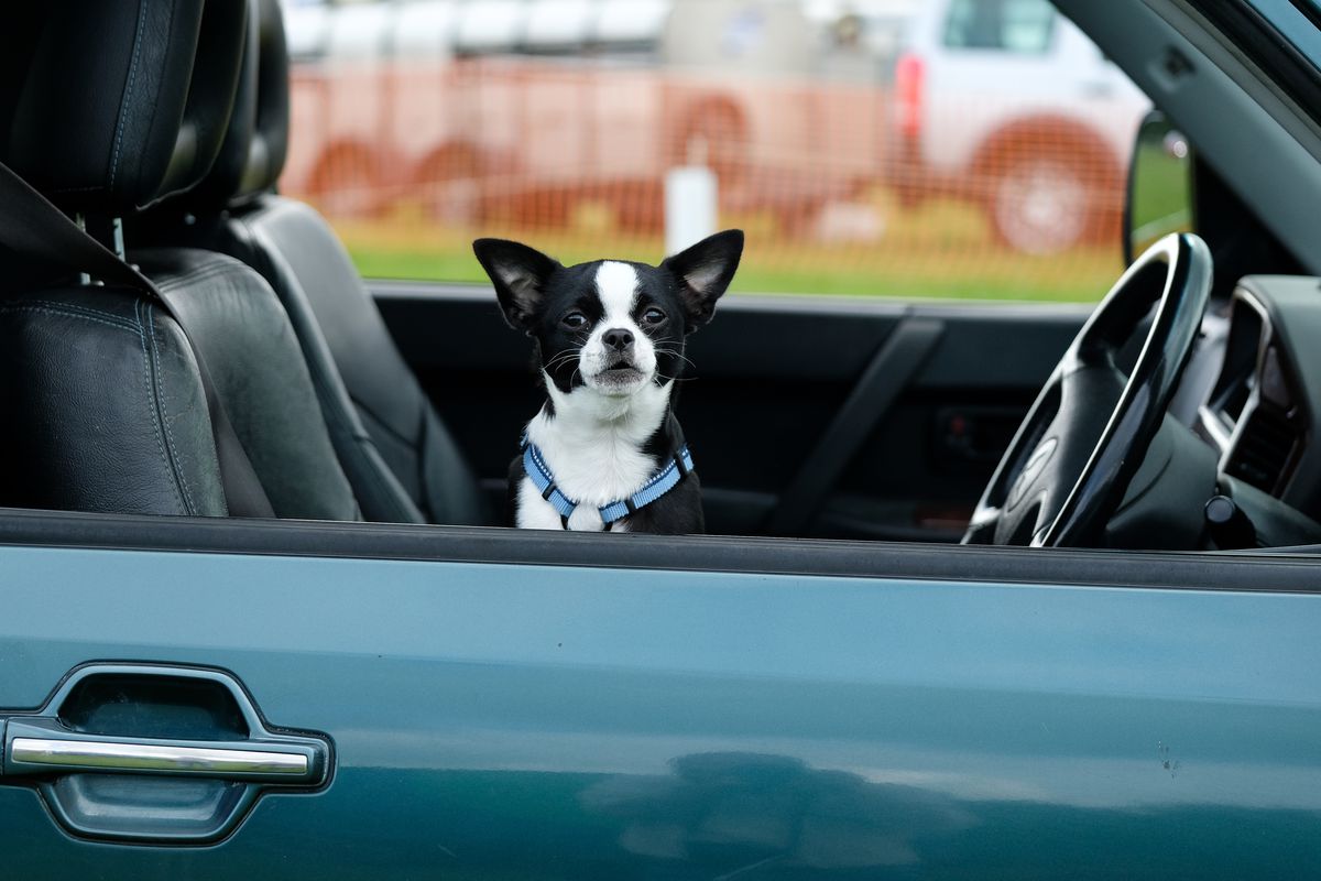 UBer Now Allows Users To Bring Pets Along On Ride, For A Fee