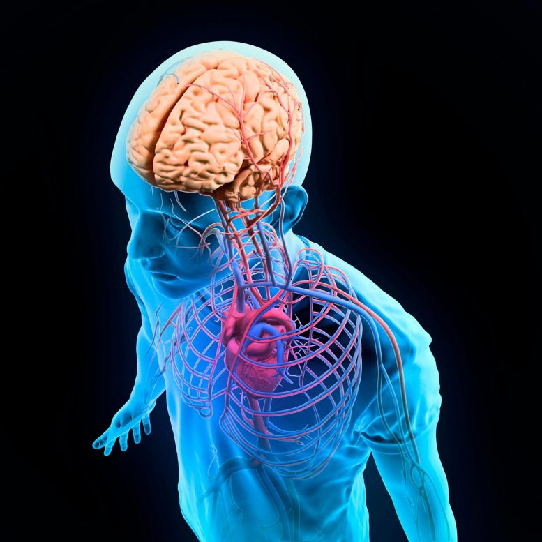 Brain Body Nervous System
