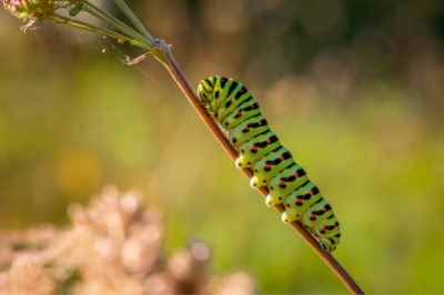 Hungry Caterpillars, Covid 19 And Wildlife And More In Current Eco-News