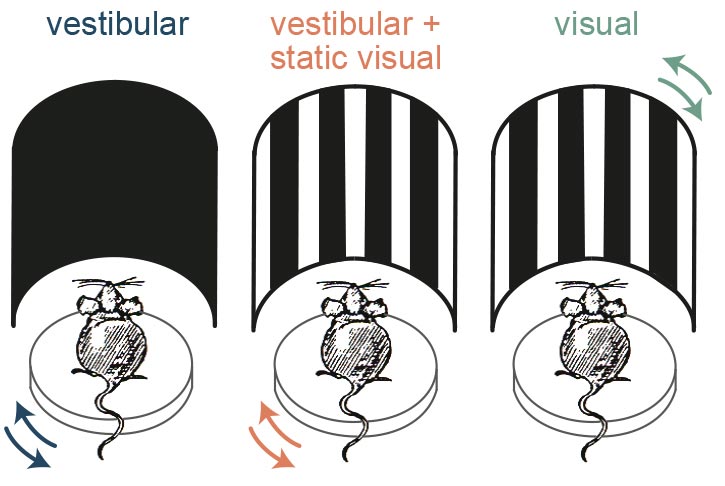 Combining Vestibular and Visual Cues During Self-Motion