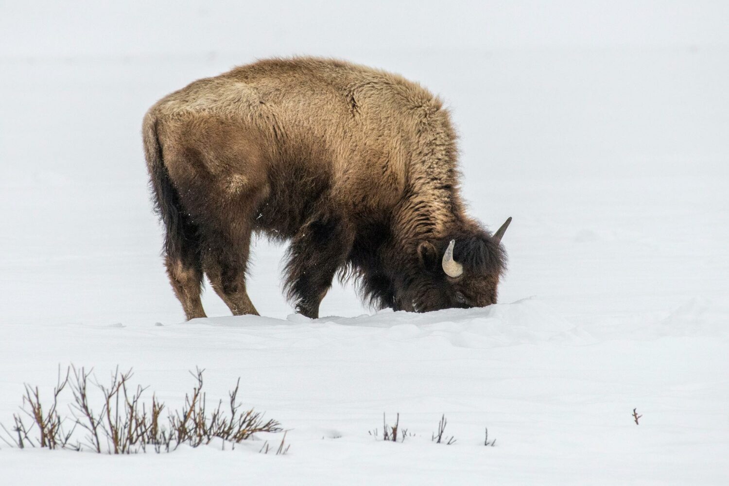 Would Rewilding the Arctic With Mammals Really Slow Climate Change Impact?