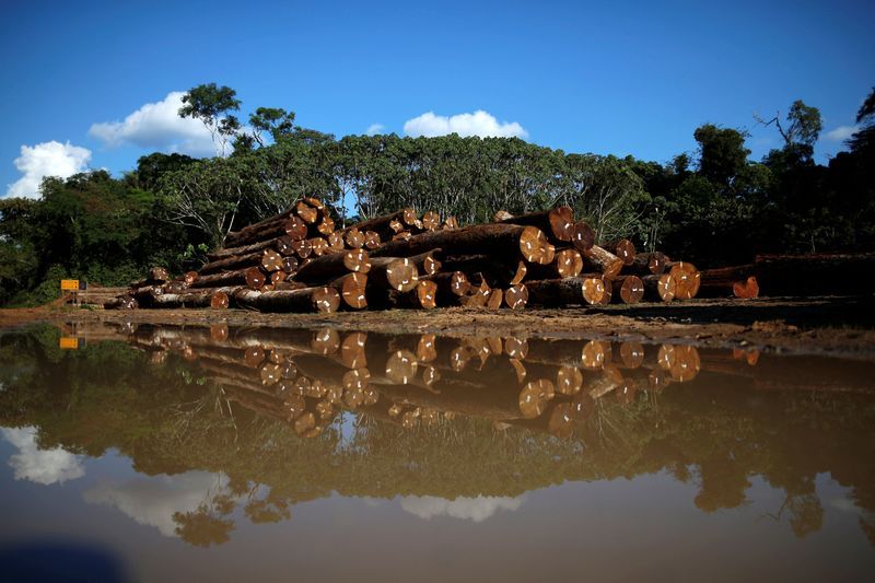 Exclusive: Brazil shuts illegal timber schemes, sheds light on Amazon logging