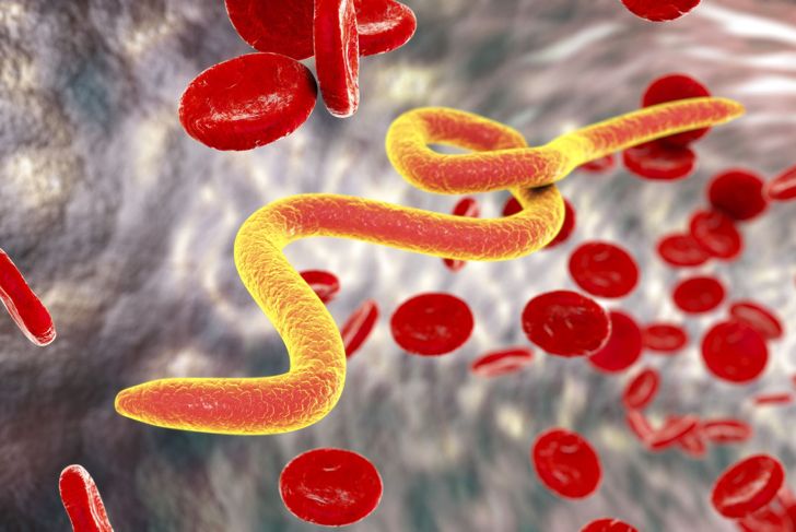 A 3D image of Microfilaria worm in blood