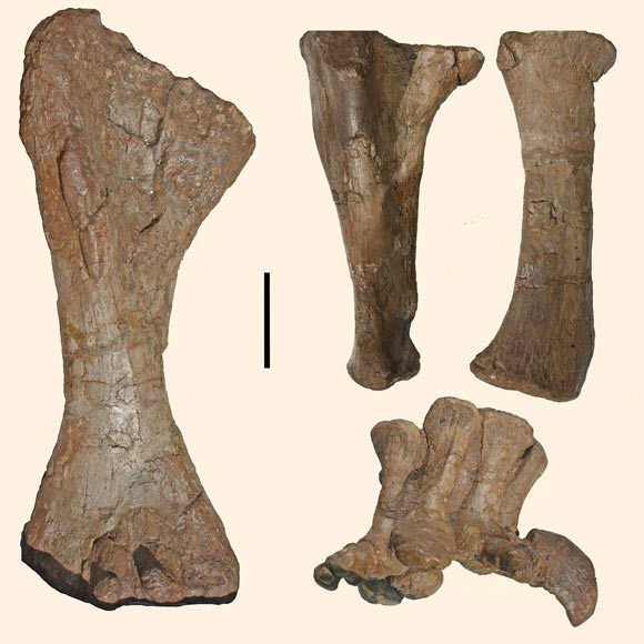 Holotype right forelimb of Rhomaleopakhus turpanensis with individual elements in approximate anatomical position, shown in anterior view. Scale bar - 200 mm. Image credit: Upchurch et al., doi: 10.1080/02724634.2021.1994414.