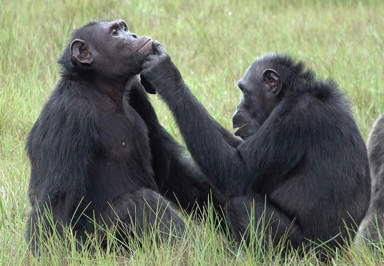Chimpanzees Observed Applying Insects to Wounds – A Potential Case of Medication?