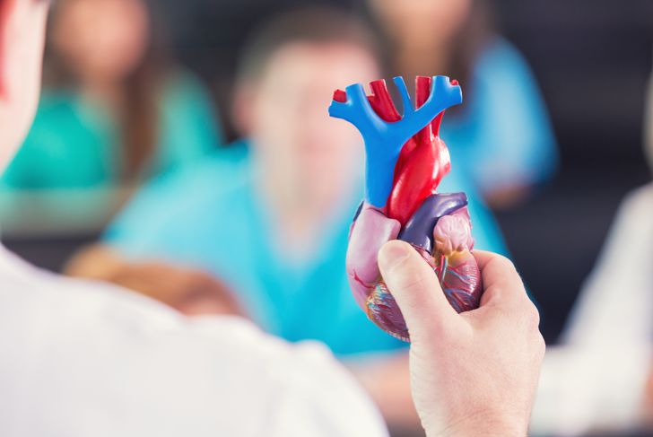 Doctor with anatomical model of human heart