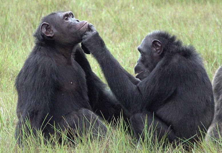 Chimpanzees in Gabon Apply Insects to Wounds