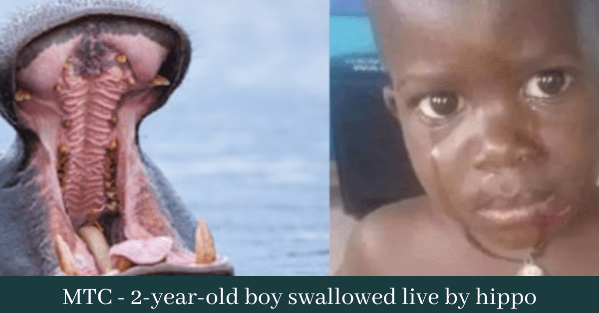 2-year-old boy swallowed live by hippo