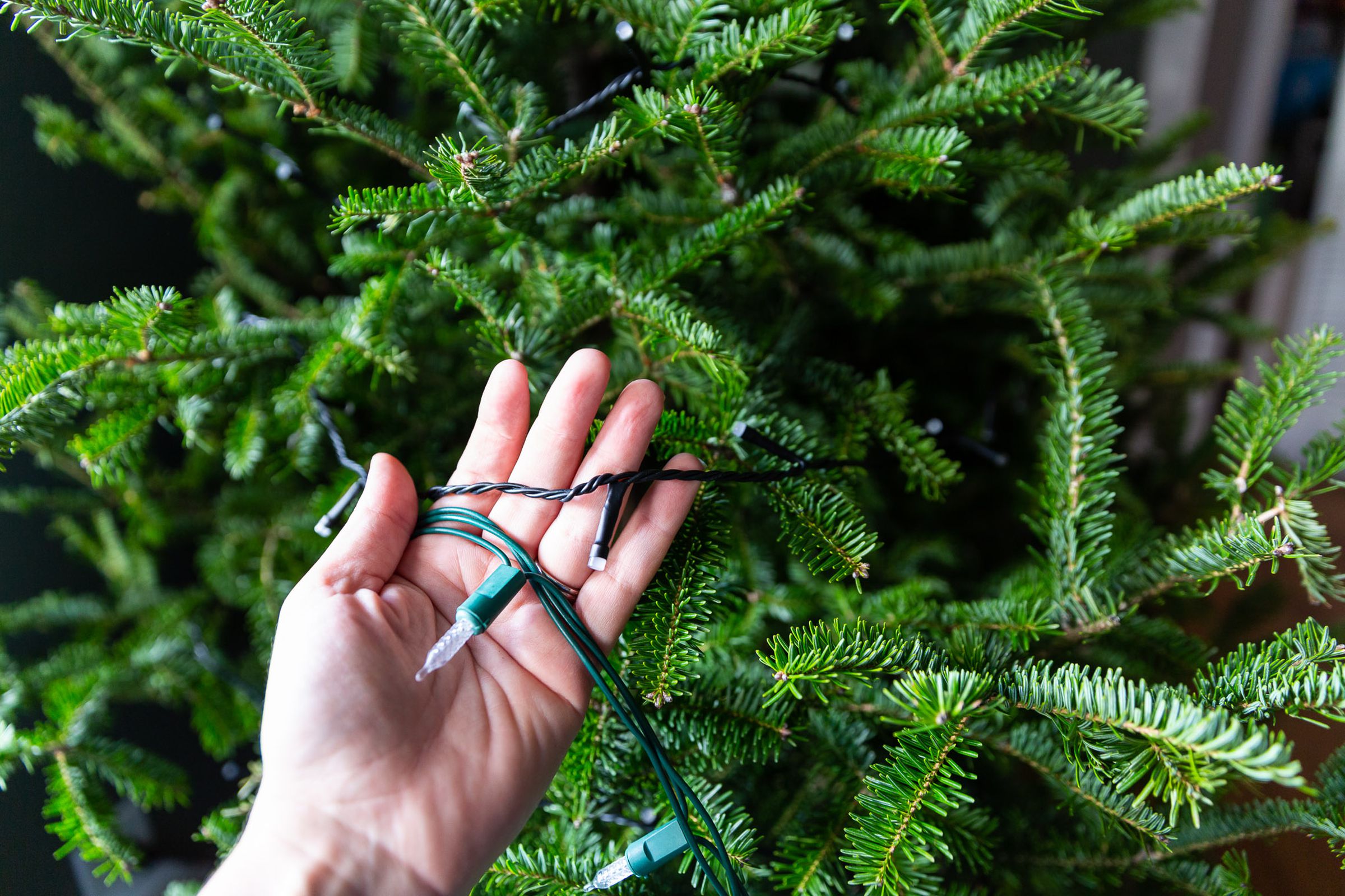 A hand in front of a christmas tree, with a standard strand of string lights and a much thinner strand of hue string lights.